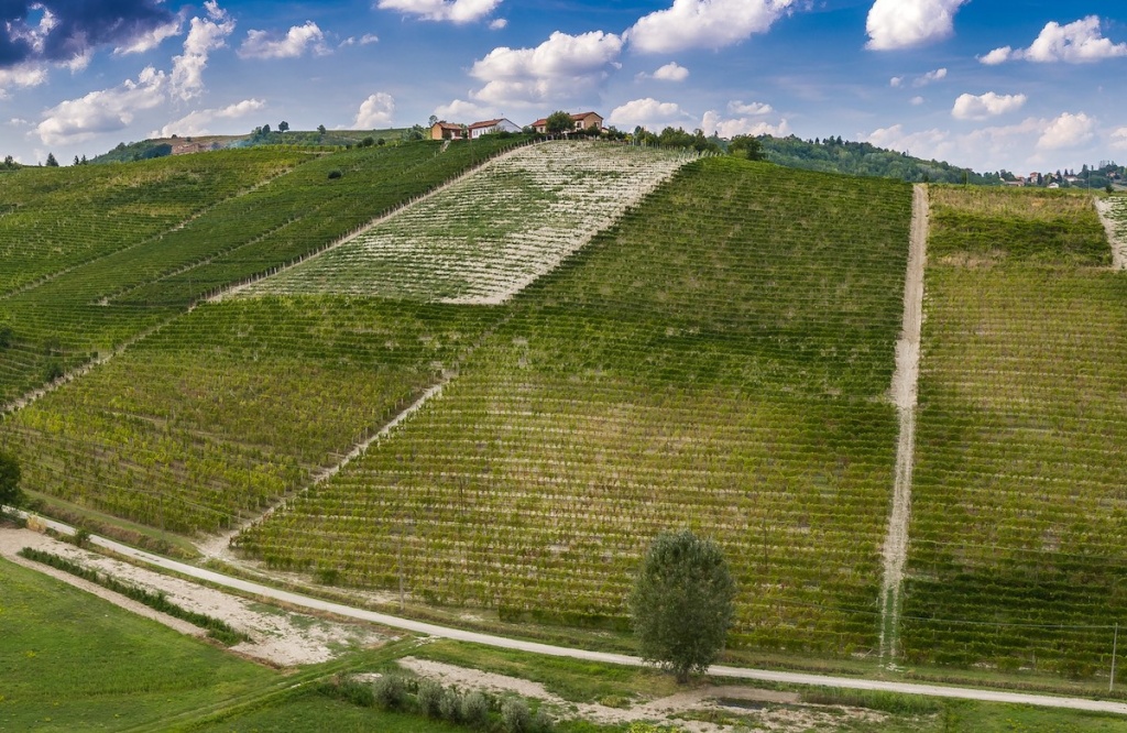 Виноградник в Костильоле-д’АстиФото: © Mauro Molino