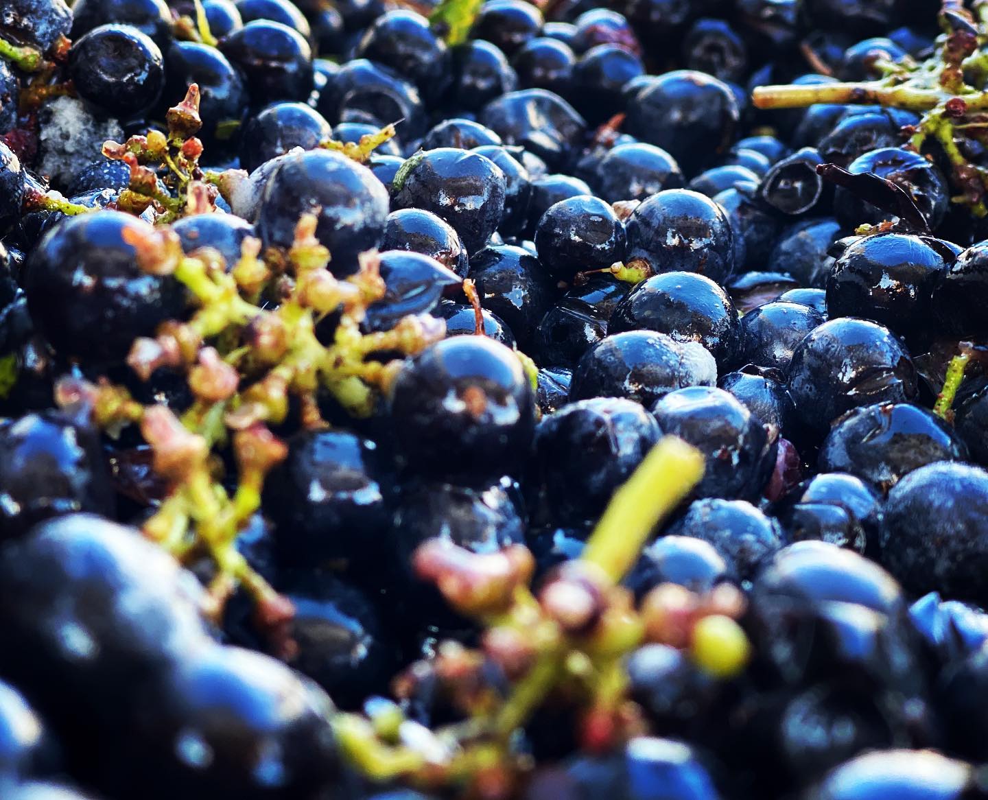 Фото: © Altolandon Viñedos y Bodega