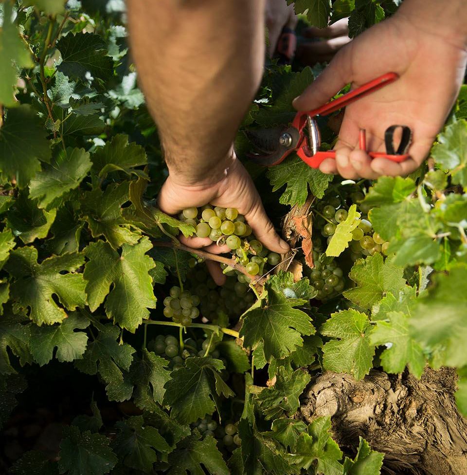 Фото: © Bodegas Jose Pariente