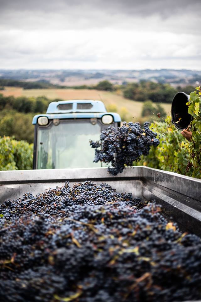 Фото: © Vins de Madiran & Pacherenc du Vic Bilh