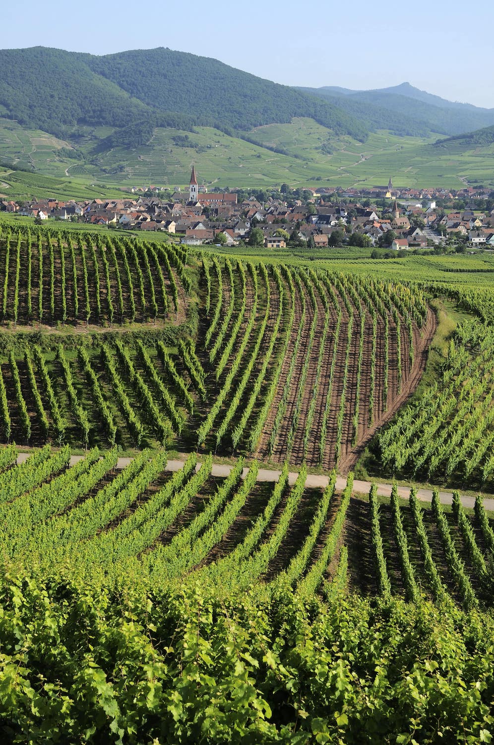 Фото: © Conseil Vins Alsace