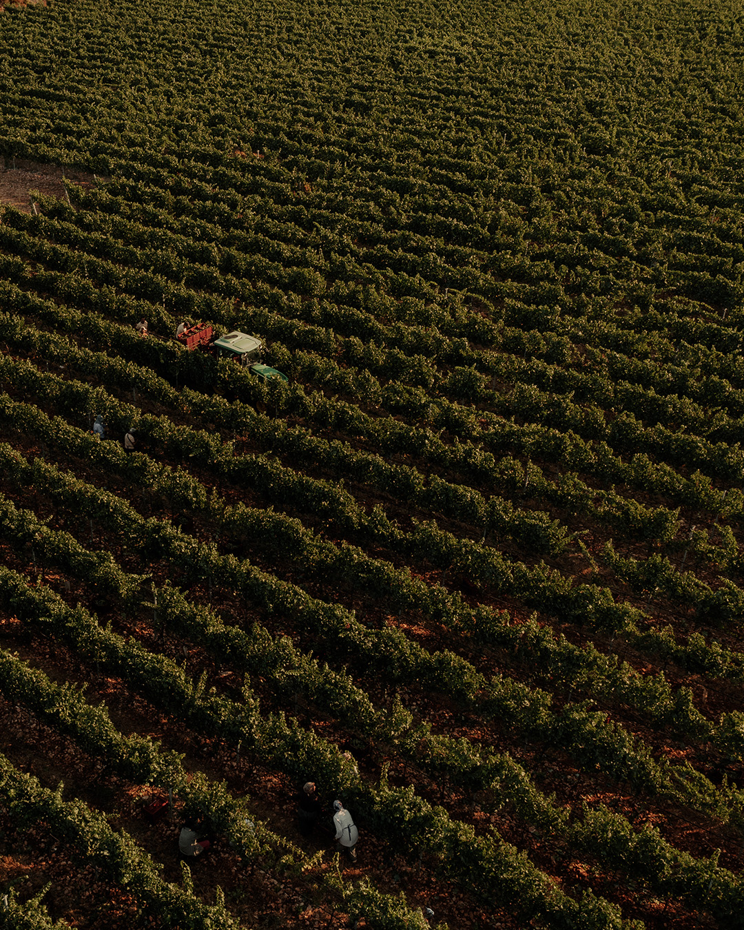 Фото: © Domaine Costa