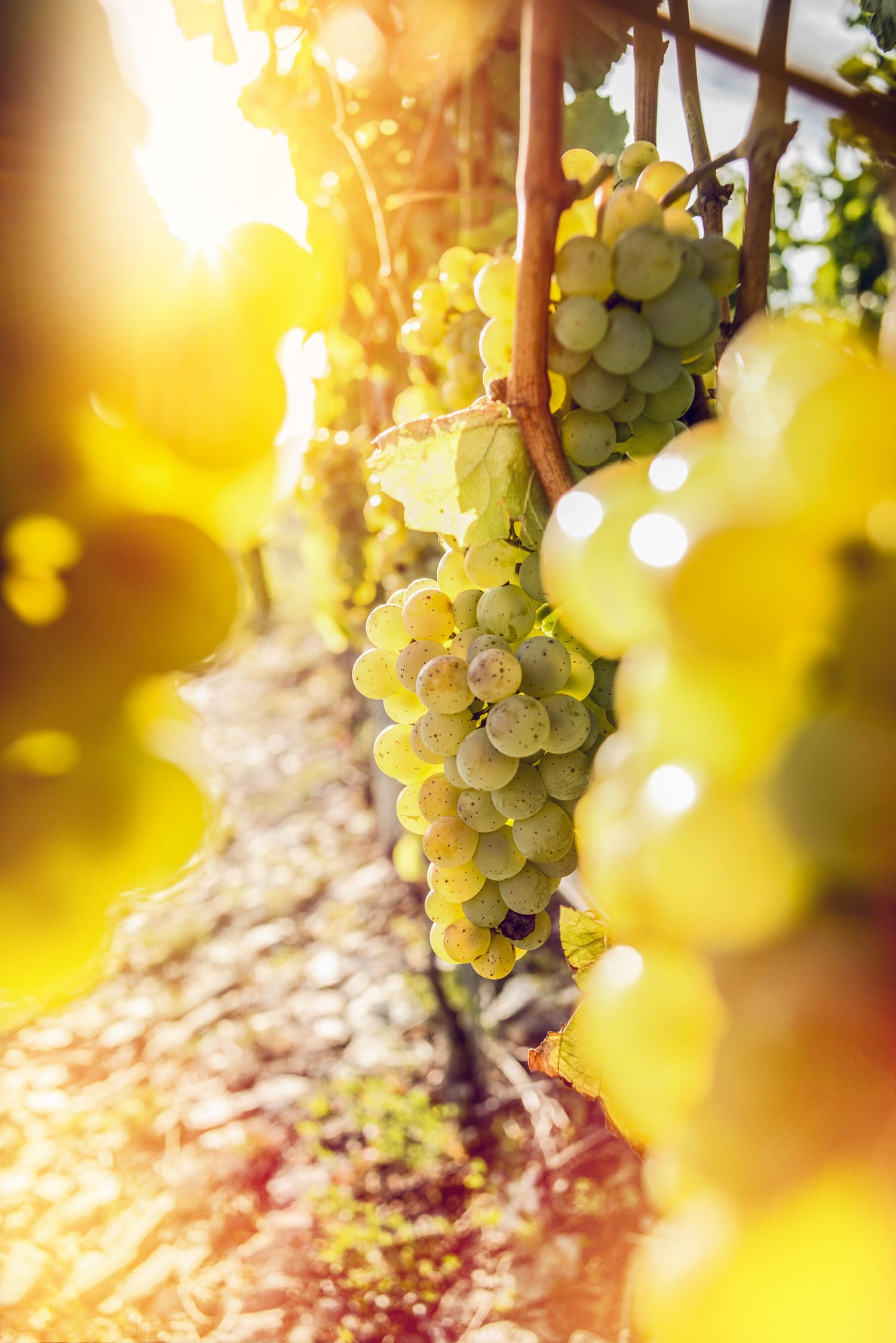 Фото: © Valais Wallis Promotion/David Carlier