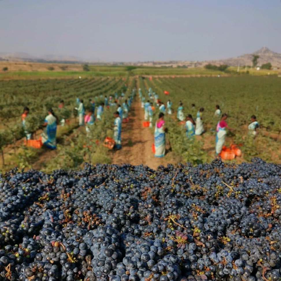Фото: © Fratelli Vineyards