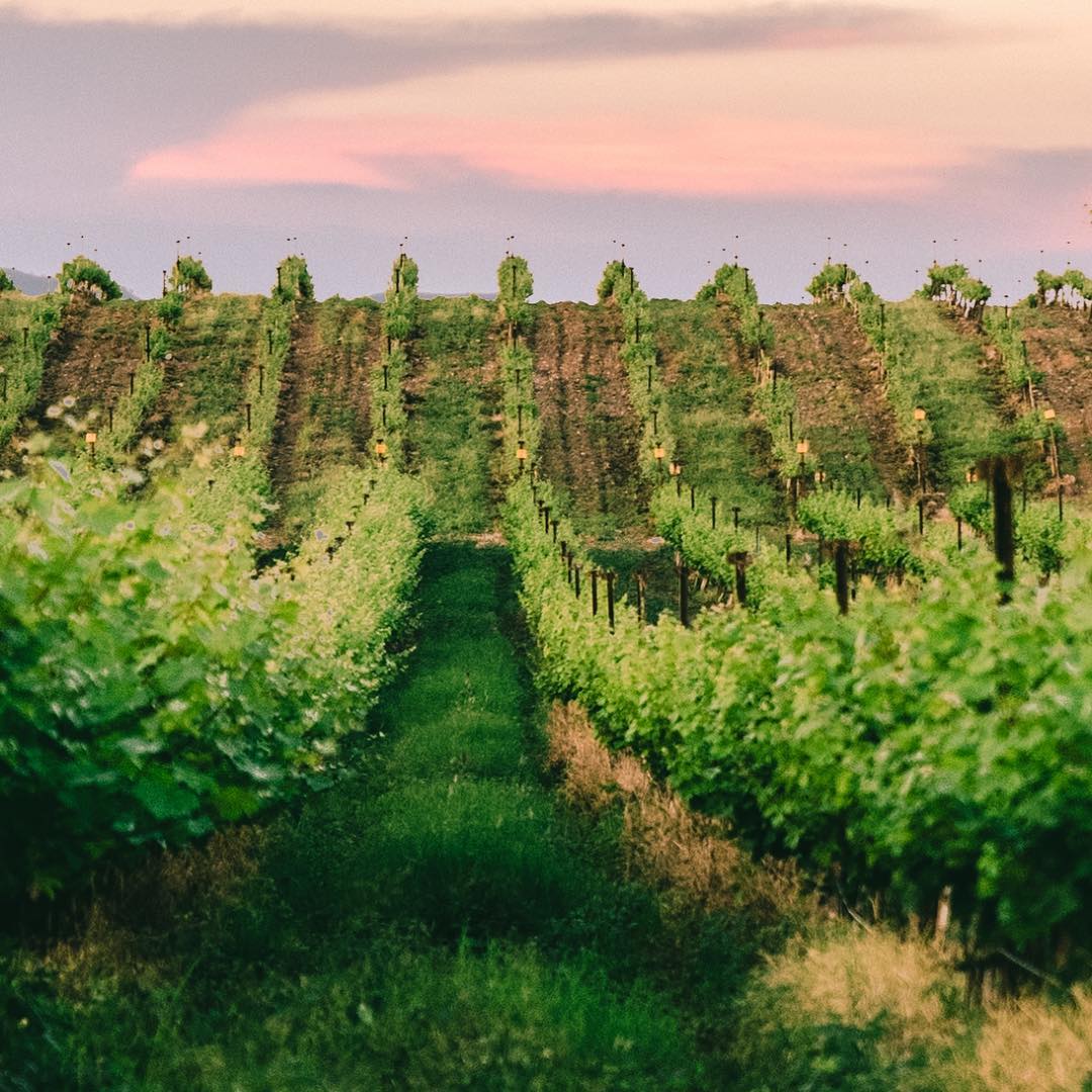 Фото: © Fratelli Vineyards