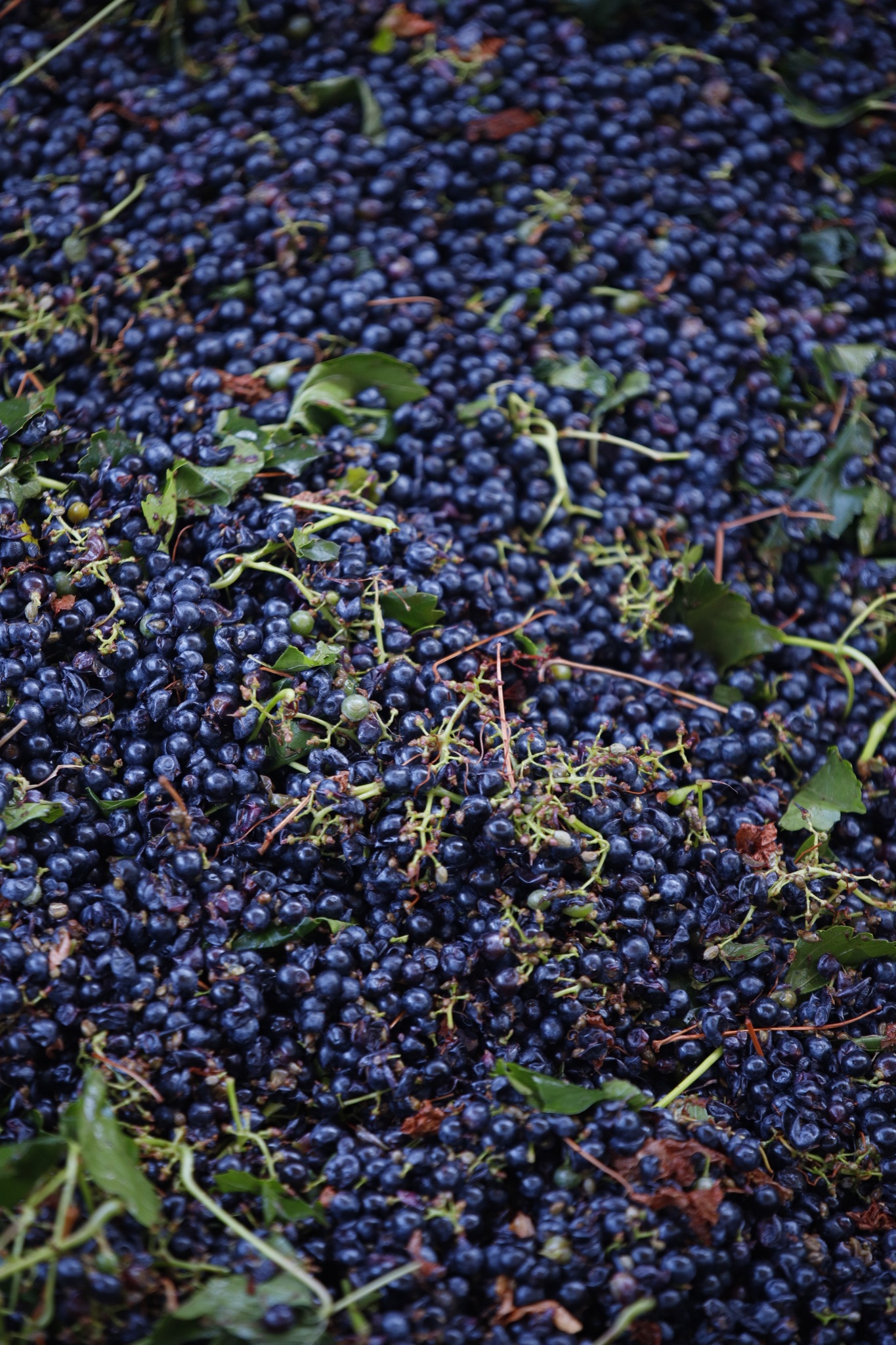 Фото: © Recanati Winery