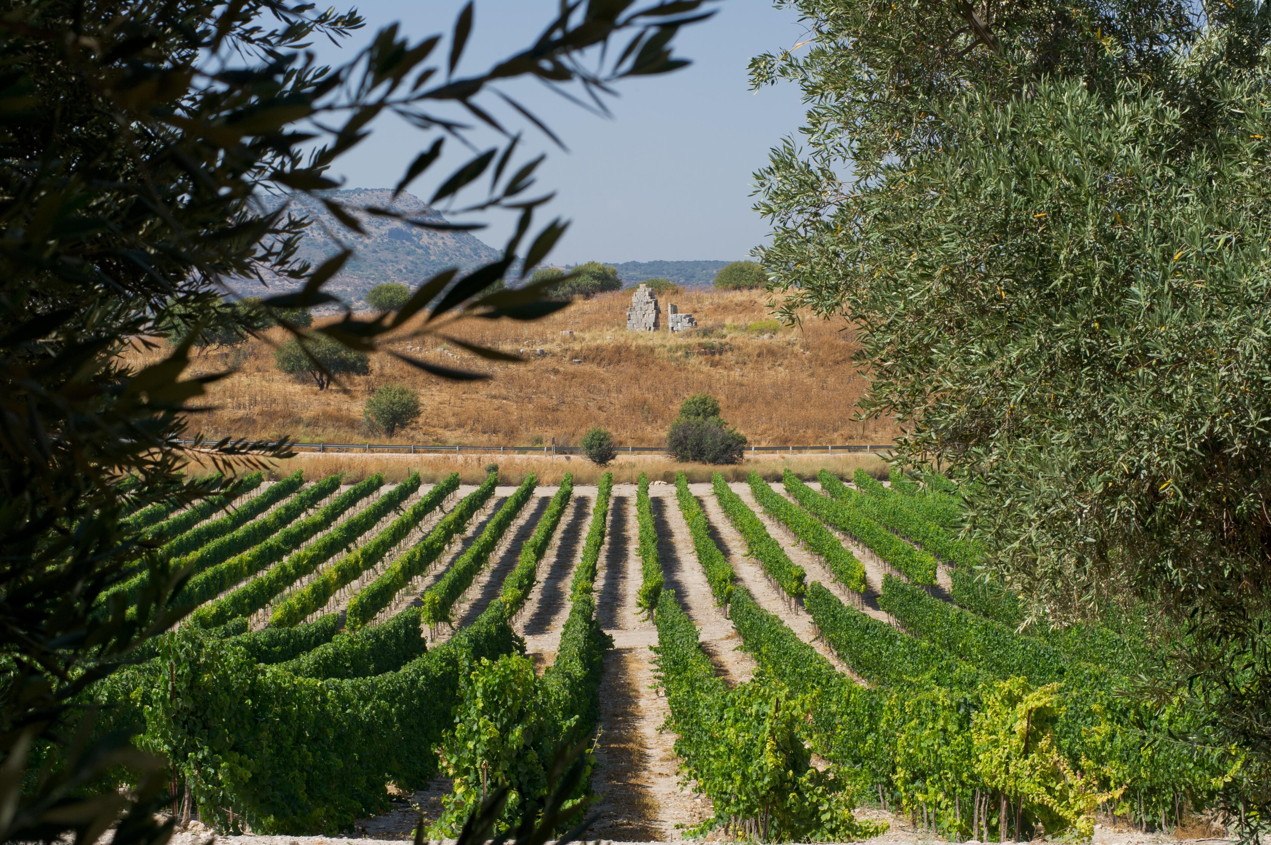 Фото: © Carmel Vineyard