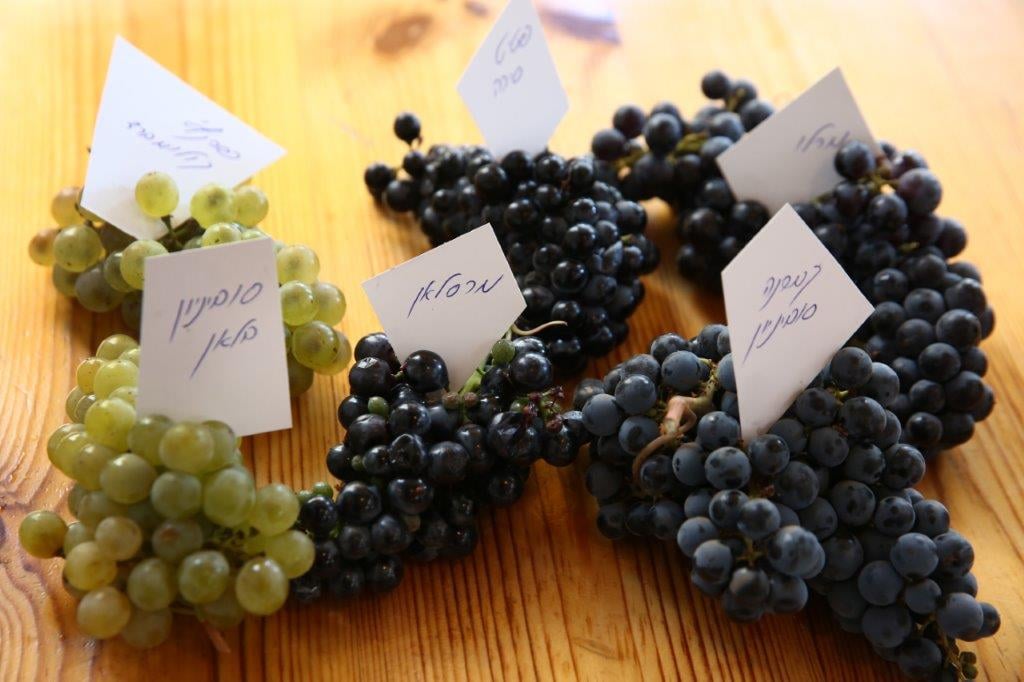 Фото: © Recanati Winery
