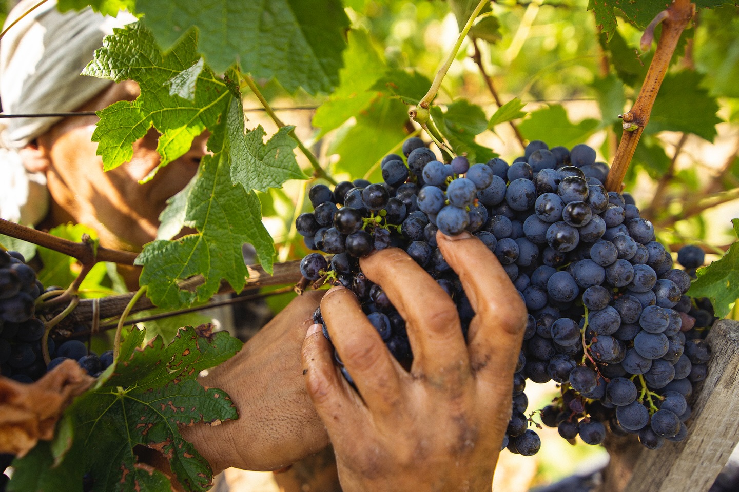 Фото: © Erdevik Winery
