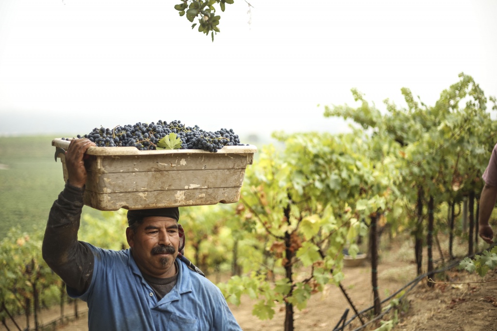 winegrapes_harvest_Jordan_Vyborny_Vineyard_Cabernet_Sauvignon_Sonoma_County_007.jpg