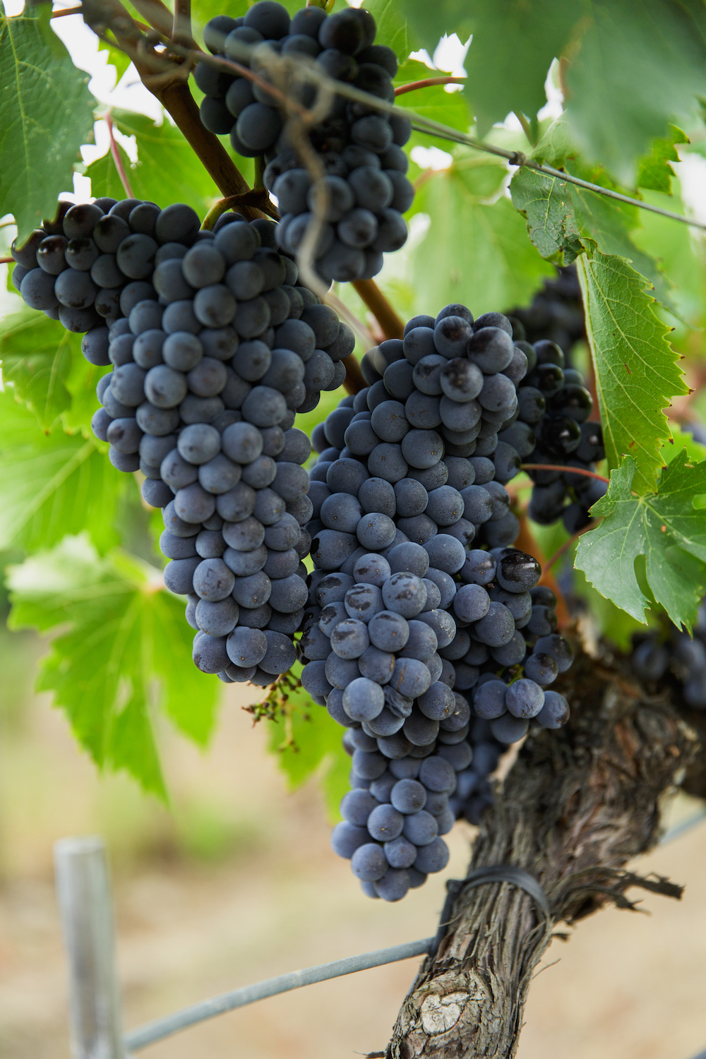 Banfi: размер имеет значение
