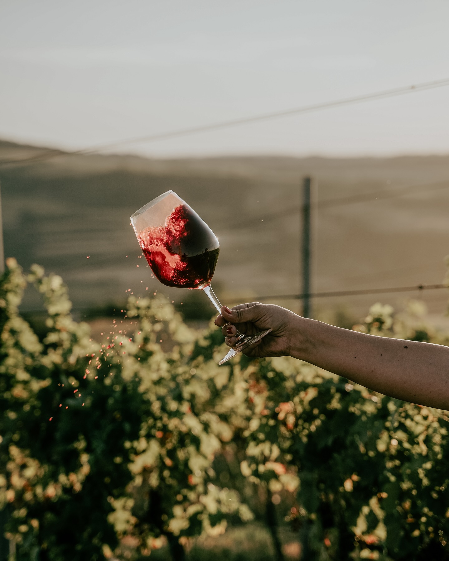 Фото: © Kovačević Winery