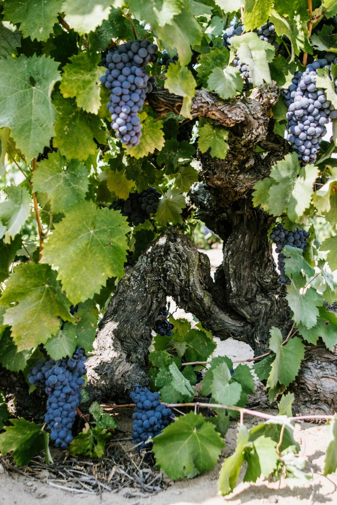 Фото: © California Wine Institute