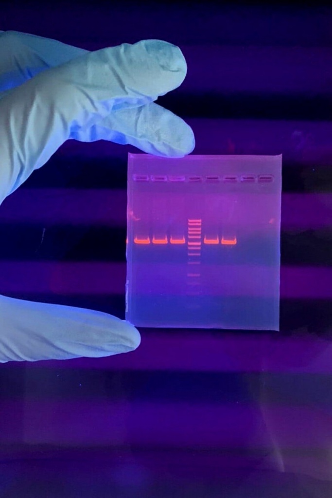 Электрофорез ДНК в агарозном геле. Фото: © Пресс-служба курчатовского института