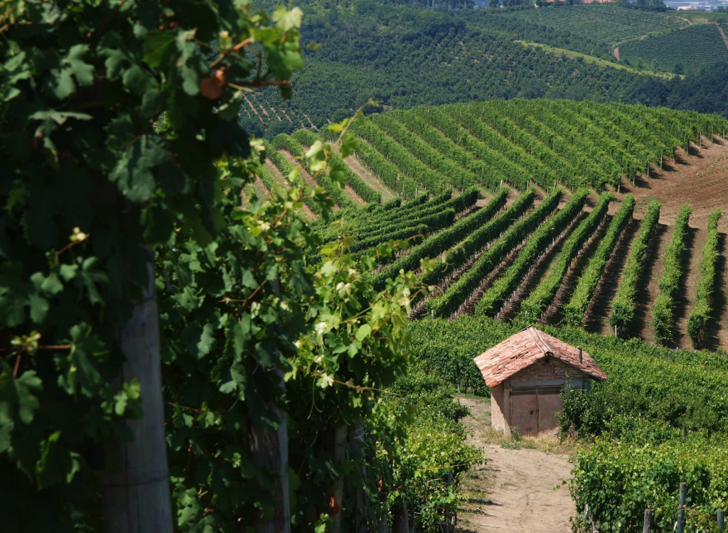 Фото: © Piemonte Land of Wine