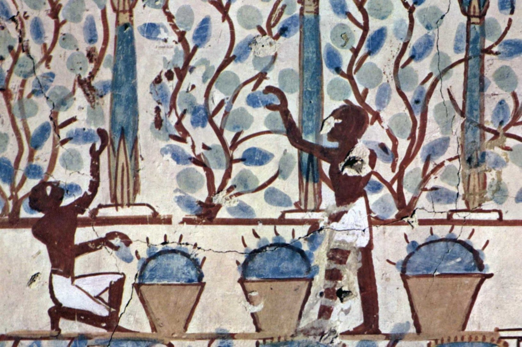Сбор урожая. Гробница Небамуна. 1422-1411 до н. э. Фиванский некрополь. Луксор. Египет.