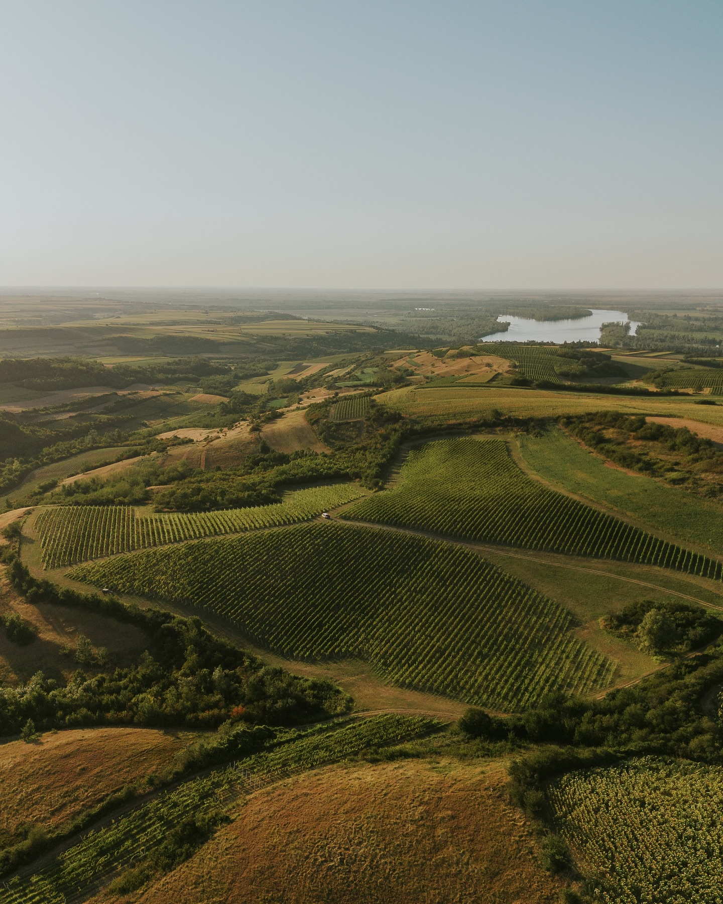 Фото: © Kovačević Winery