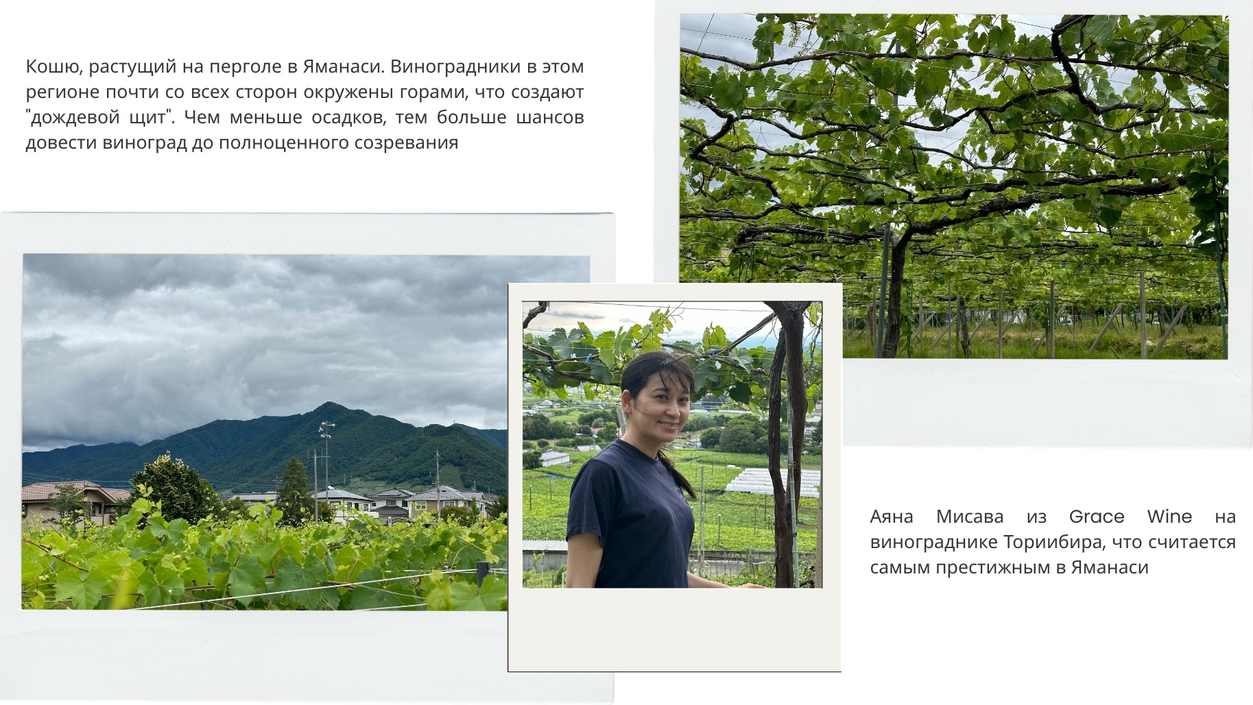 Выводим формулу японского вина с Кеничи Охаси MW