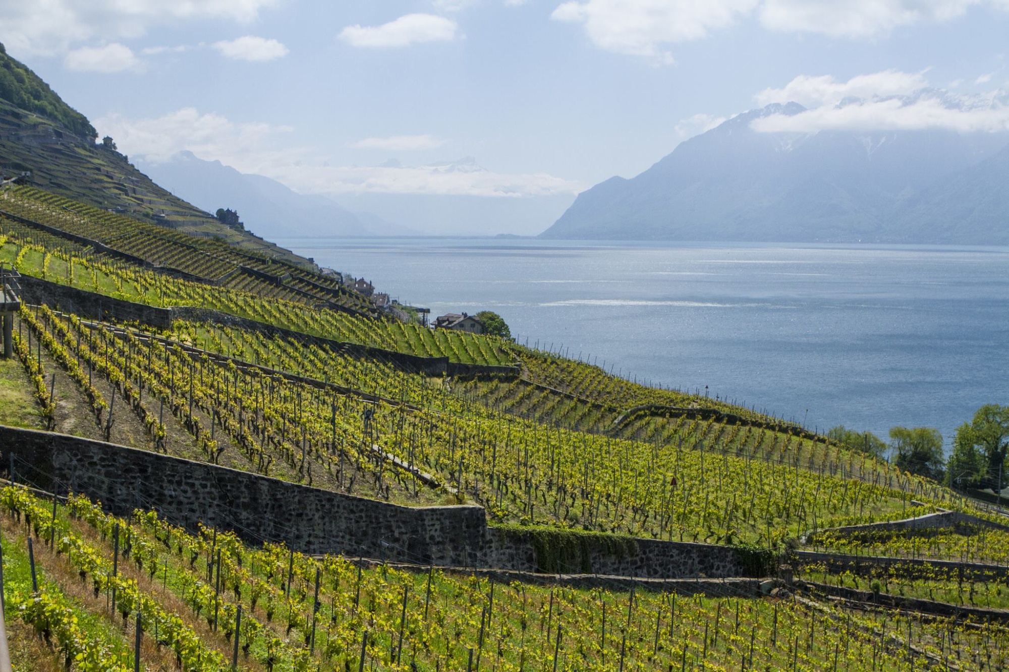 Фото: © Swiss Wine