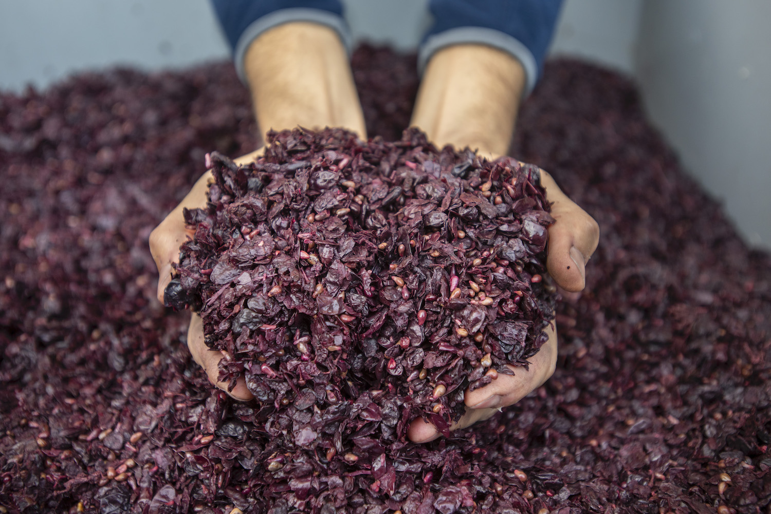 От косметики до шоколада: как виноградные отходы превращаются в ценный продукт