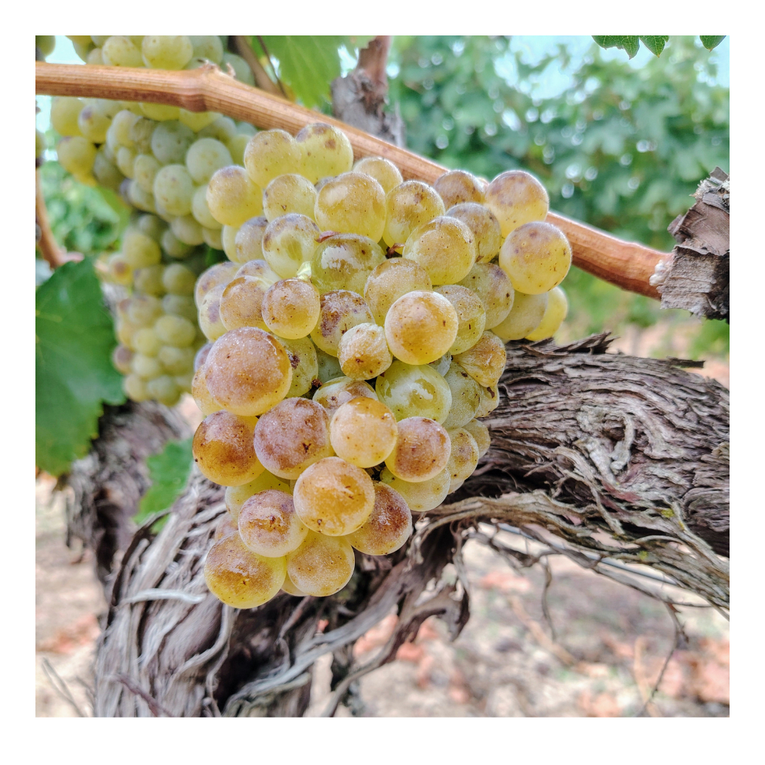 Фото: © Bodegas Valduero