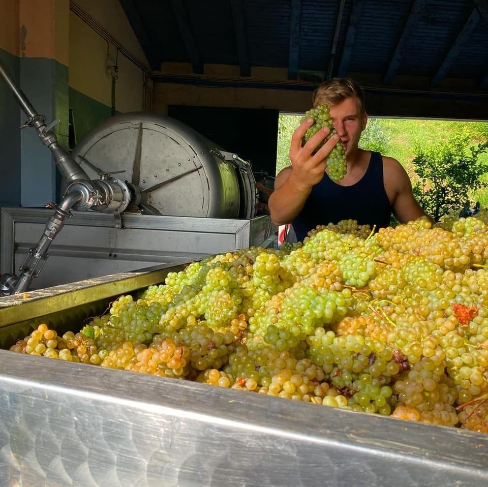 Виноделие в Словении – история, виноградники, современные условия и продукты