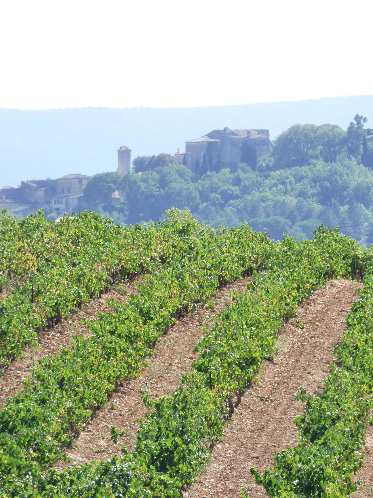 Ventoux AOC: терруар, заслуживающий внимания