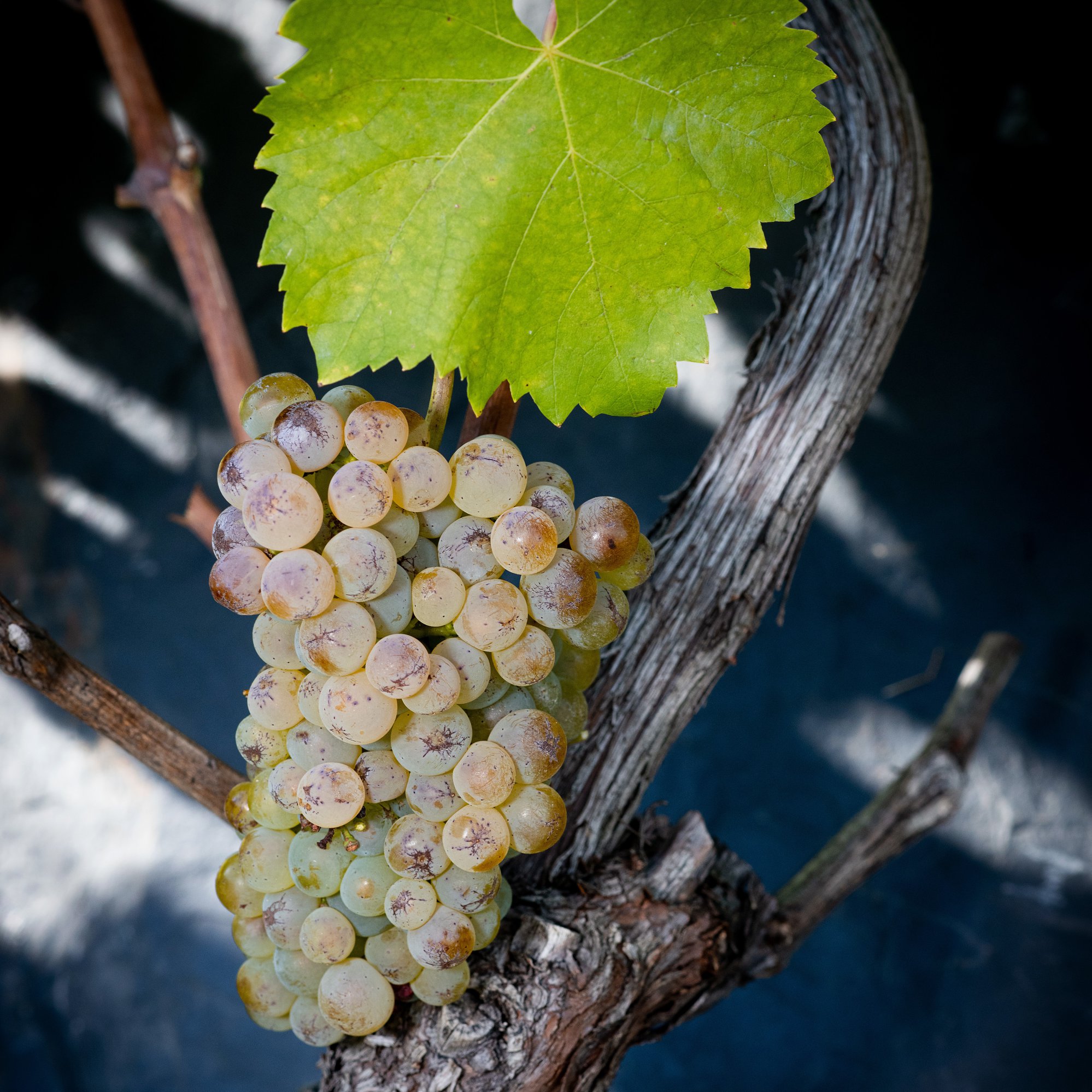 Фото: © Swiss wine