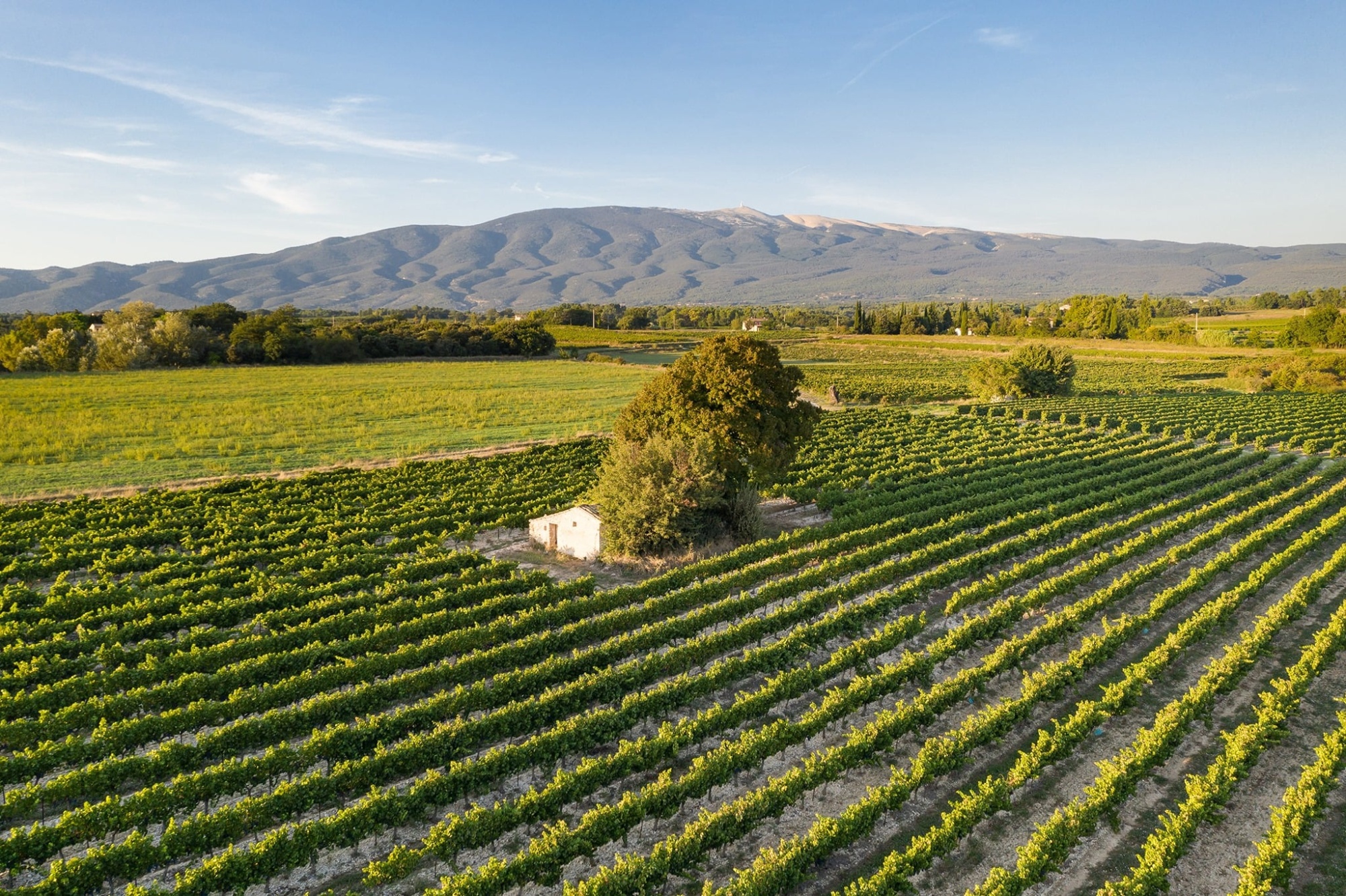 Ventoux AOC: терруар, заслуживающий внимания