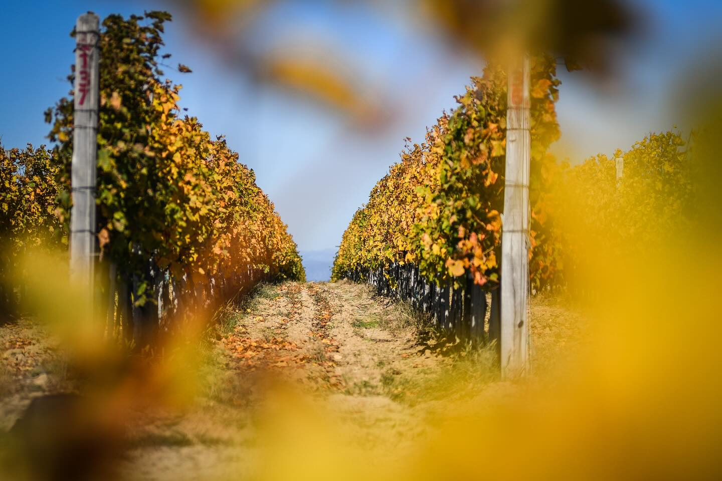 Фото: © Matalj Winery