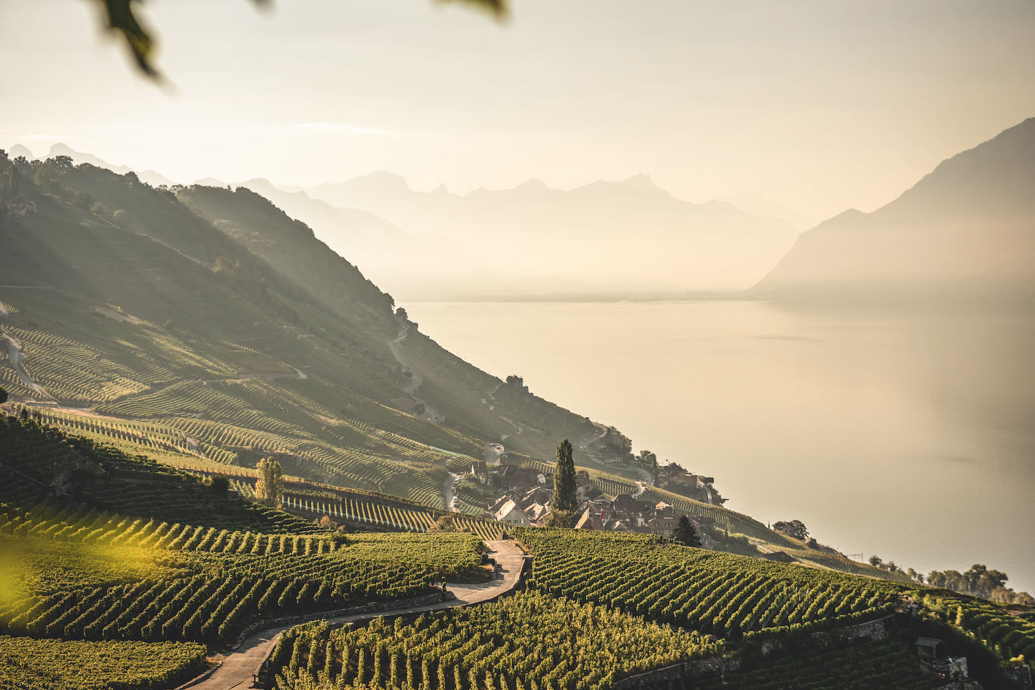 Виноградники Лаво. Фото: © Andre Meier/Switzerland Tourism