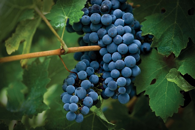 Лучшие винные сорта винограда: лучшие сорта винограда для вина