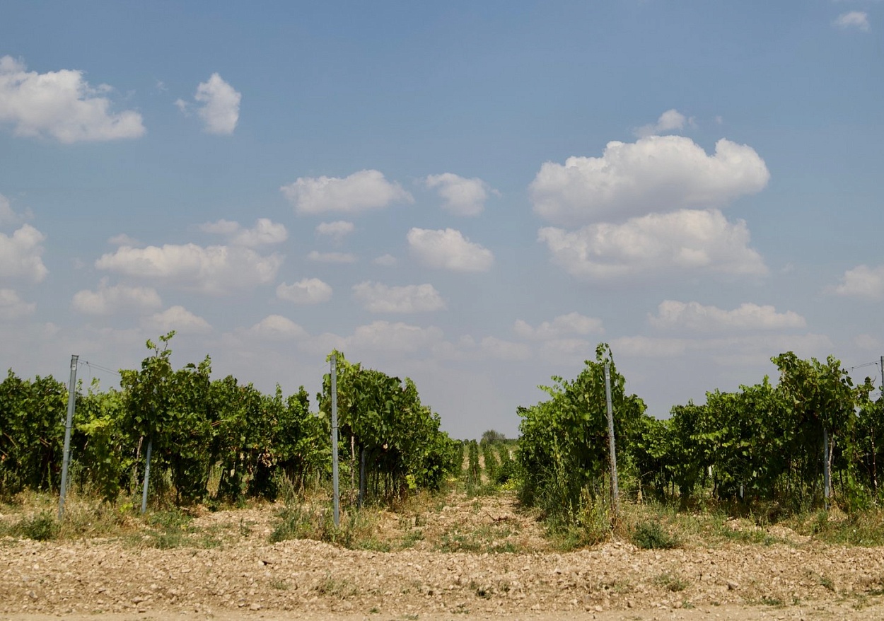 Agora Winery