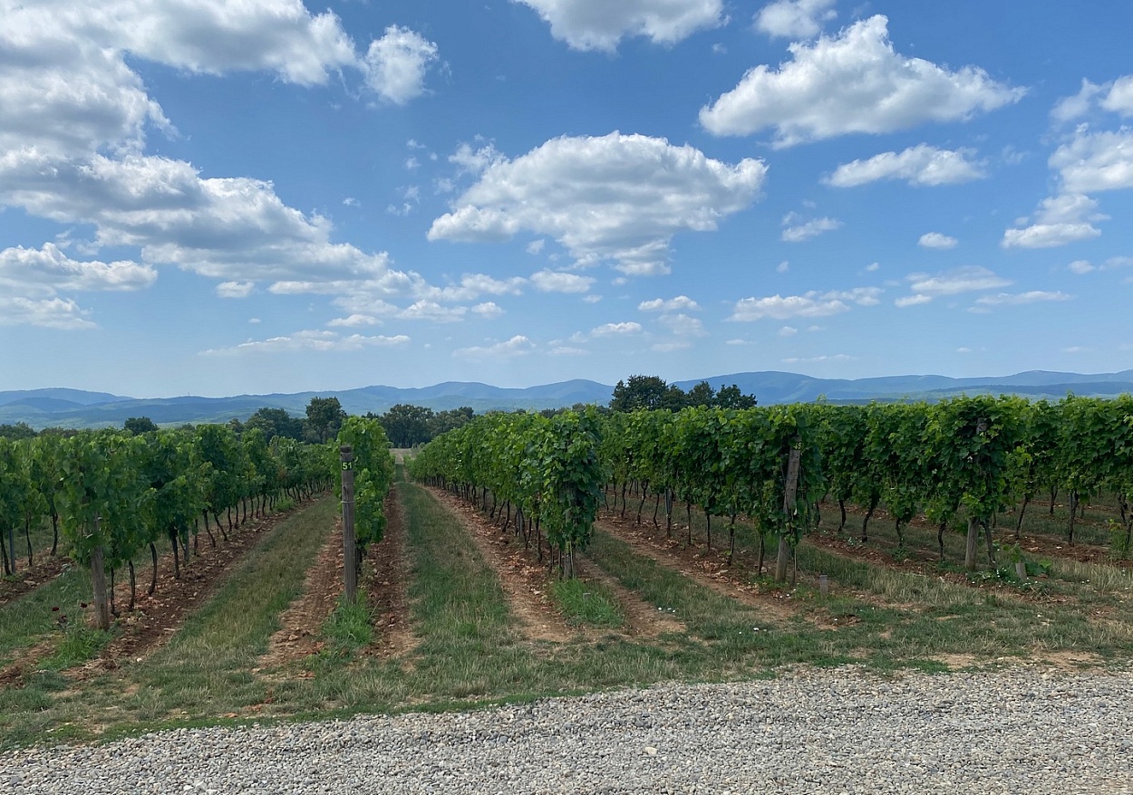Gunko Winery