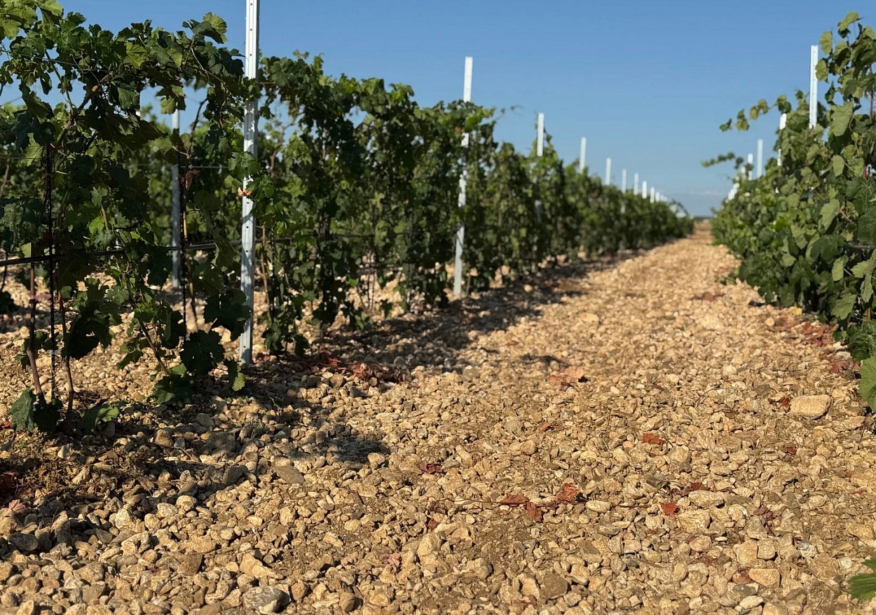 Winery Mancopia